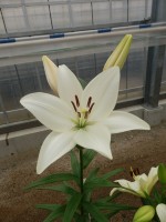 [5068 Bright Diamondo No01.JPG]